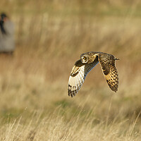 Buy canvas prints of Short Eared Owl flying by Russell Finney