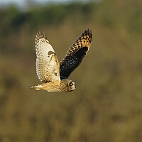 Buy canvas prints of Short Eared Owl, Liverpool England by Russell Finney