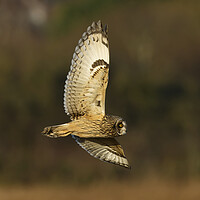 Buy canvas prints of A close up of a short eared owl, Liverpool England by Russell Finney