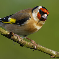 Buy canvas prints of Goldfinch.  London, Liverpool, Lake District, by Russell Finney