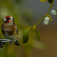Buy canvas prints of A small bird sitting on a branch. Warrington,  by Russell Finney