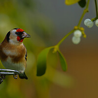 Buy canvas prints of British garden bird, Goldfinch in mistletoe. uk by Russell Finney