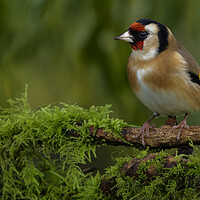 Buy canvas prints of British garden bird, Goldfinch. Warrington England by Russell Finney