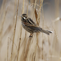 Buy canvas prints of Reed Bunting on marsh reeds by Russell Finney