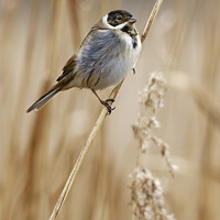 Buy canvas prints of Reed Bunting on marsh reeds by Russell Finney