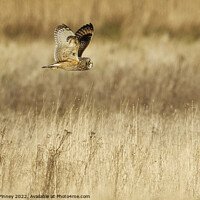 Buy canvas prints of Short Eared Owl quartering a field  by Russell Finney