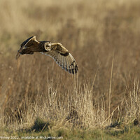 Buy canvas prints of Short Eared Owl quartering a field by Russell Finney