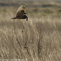 Buy canvas prints of Short Eared Owl quartering a field by Russell Finney