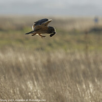 Buy canvas prints of Short Eared Owl with prey, food, vole by Russell Finney
