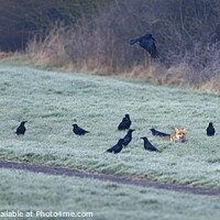 Buy canvas prints of Fox surrounded by corvids by Russell Finney
