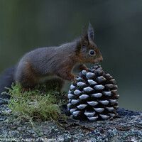 Buy canvas prints of Red Squirrel by Russell Finney
