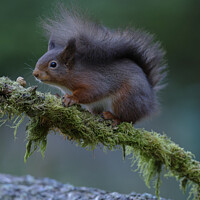 Buy canvas prints of Red Squirrel by Russell Finney