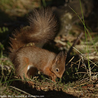 Buy canvas prints of Red squirrel  by Russell Finney