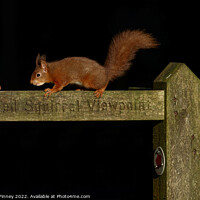Buy canvas prints of Red squirrel   by Russell Finney