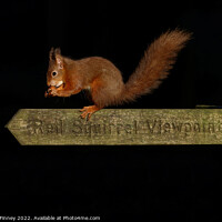 Buy canvas prints of Red squirrel  by Russell Finney