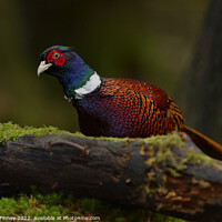 Buy canvas prints of Pheasant in woodland by Russell Finney