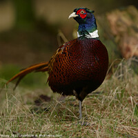 Buy canvas prints of Pheasant in woodland by Russell Finney