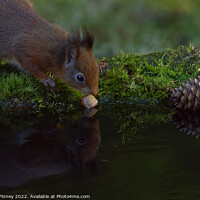 Buy canvas prints of Red Squirrel reflection  by Russell Finney