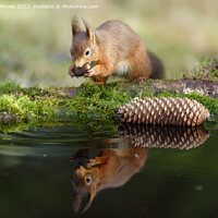 Buy canvas prints of Red Squirrel reflection by Russell Finney