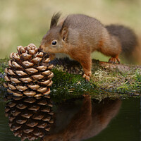 Buy canvas prints of Red Squirrel reflection by Russell Finney