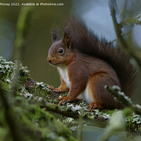 Buy canvas prints of A squirrel on a branch by Russell Finney