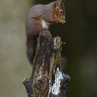 Buy canvas prints of Red Squirrel eating a hazel nut by Russell Finney