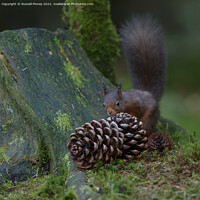 Buy canvas prints of Red Squirrel in the woodland by Russell Finney