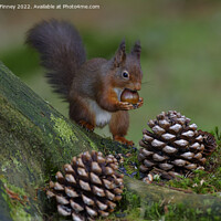 Buy canvas prints of Red Squirrel in the woodland eating sweet chestnut by Russell Finney