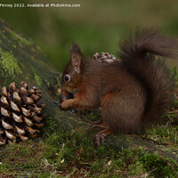 Buy canvas prints of Red Squirrel in the woodland eating sweet chestnut by Russell Finney