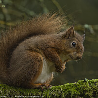 Buy canvas prints of A red squirrel on a branch by Russell Finney