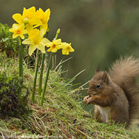 Buy canvas prints of Red Squirrel in flowers by Russell Finney