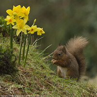 Buy canvas prints of Red Squirrel in flowers by Russell Finney