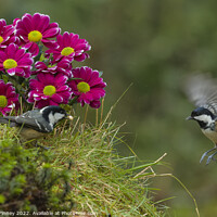 Buy canvas prints of Coal tit, woodland bird by Russell Finney