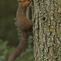 Buy canvas prints of Red Squirrel in woodland by Russell Finney