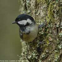 Buy canvas prints of Coal tit, woodland bird by Russell Finney