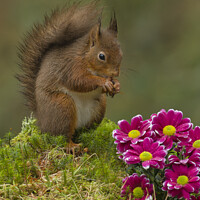Buy canvas prints of Red Squirrel near flowers in woodland by Russell Finney