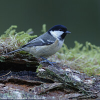 Buy canvas prints of Coal tit in woodland by Russell Finney