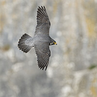 Buy canvas prints of peregrine falcon by Russell Finney