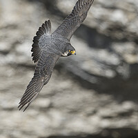 Buy canvas prints of A close up of a peregrine falcon by Russell Finney
