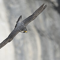 Buy canvas prints of peregrine falcon by Russell Finney