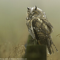 Buy canvas prints of Long Eared Owl sleeping on fence post by Russell Finney