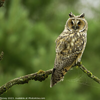 Buy canvas prints of Long Eared Owl by Russell Finney