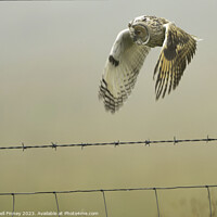 Buy canvas prints of Long Eared Owl hunting for prey by Russell Finney
