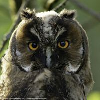 Buy canvas prints of A close up of an long eared owl by Russell Finney
