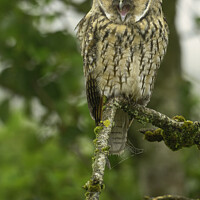 Buy canvas prints of Long Eared Owl calling by Russell Finney