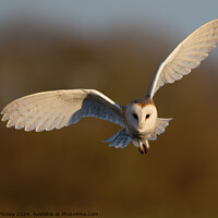 Buy canvas prints of Barn Owl, Tyto alba, quartering a field hunting by Russell Finney