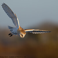 Buy canvas prints of Barn Owl, Tyto alba, quartering a field hunting by Russell Finney