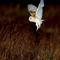 Buy canvas prints of Barn Owl Tyto alba quartering a field hunting by Russell Finney