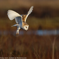 Buy canvas prints of Barn Owl Tyto alba quartering a field hunting by Russell Finney