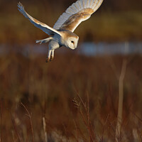 Buy canvas prints of Barn Owl Tyto alba quartering a field hunting  by Russell Finney